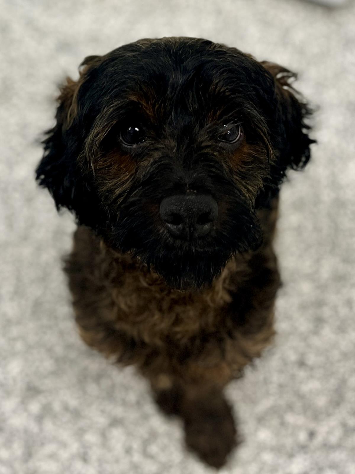 Bailey