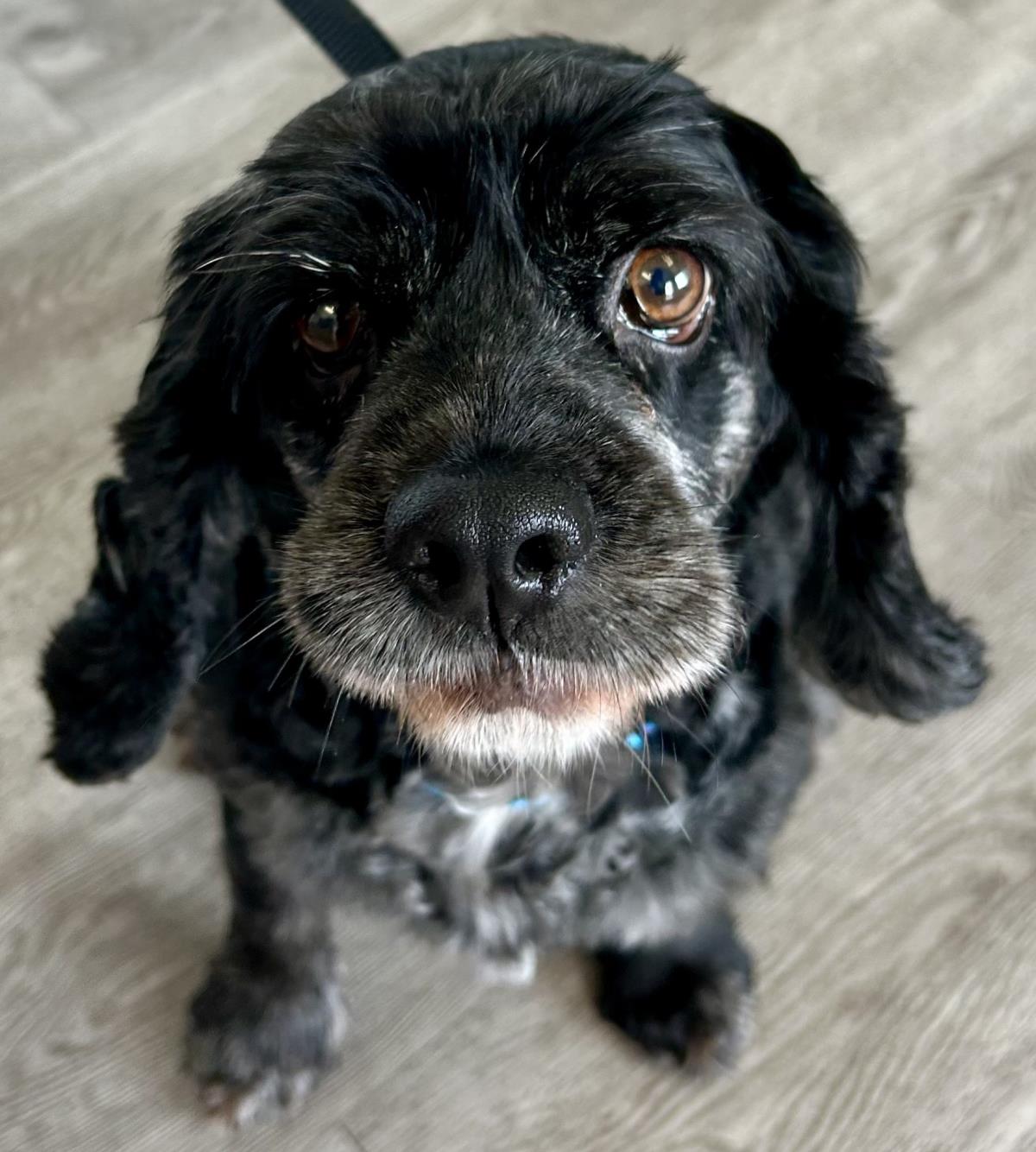 Daisy