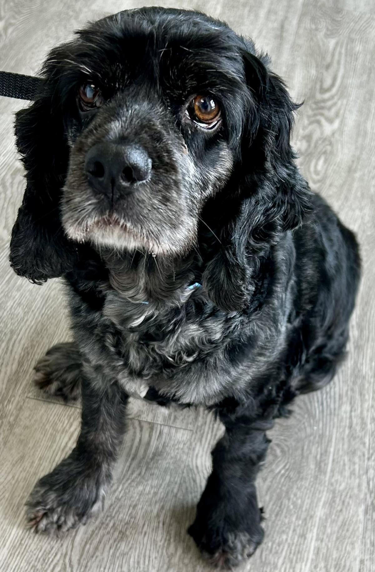Daisy