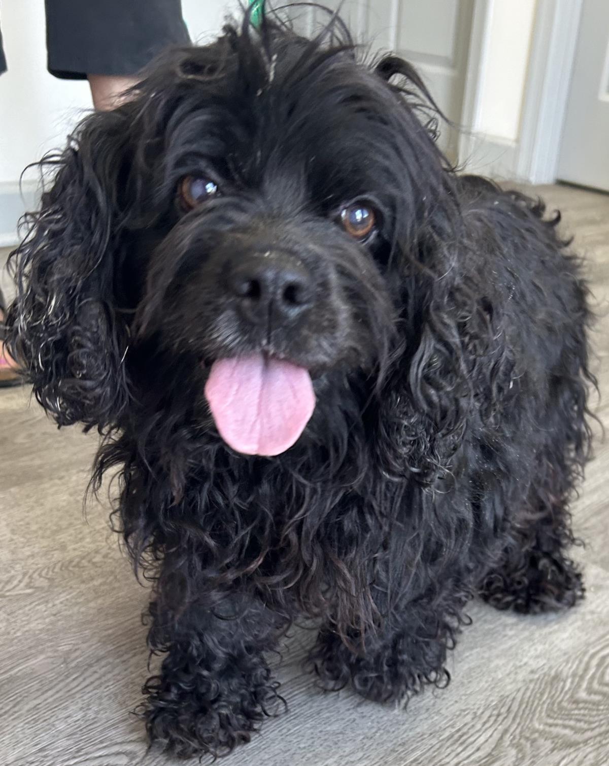 Gracie