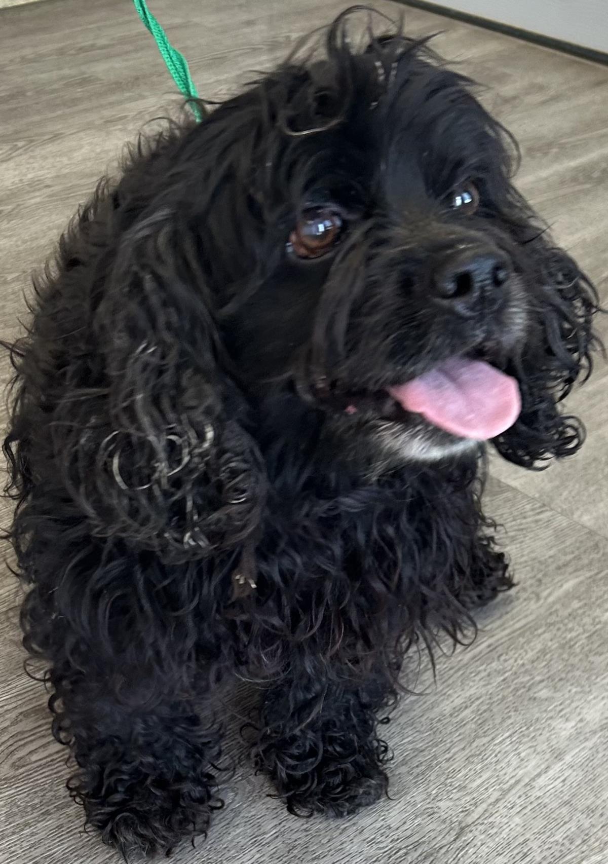 Gracie