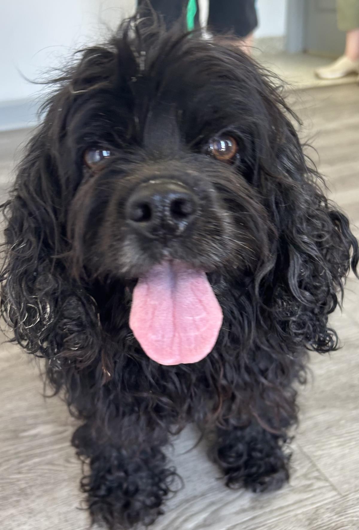 Gracie