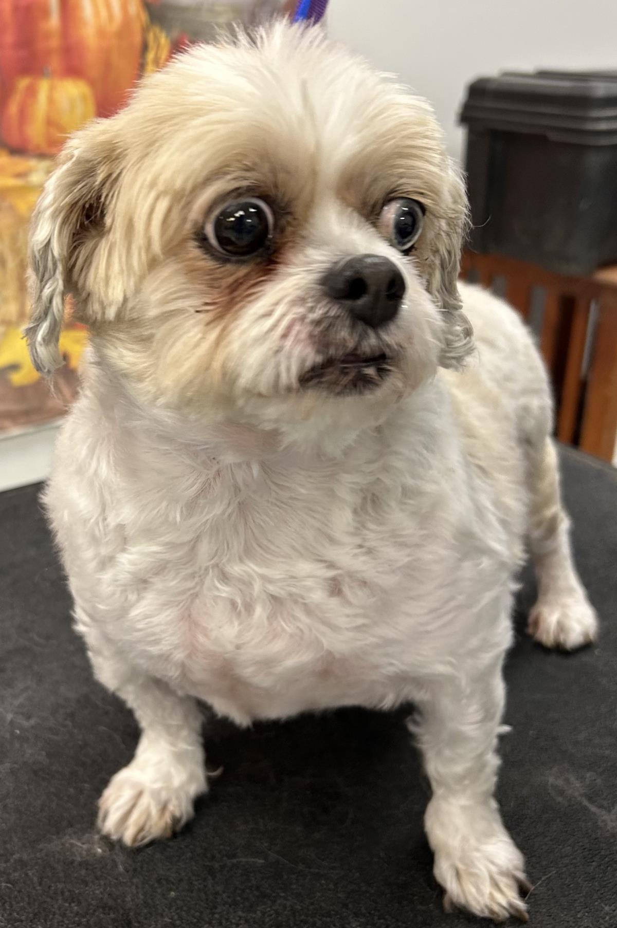 Maggie