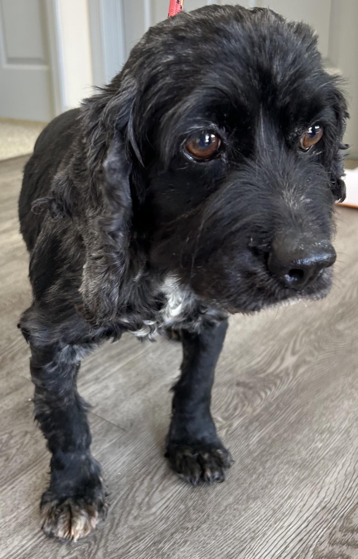 Pepper