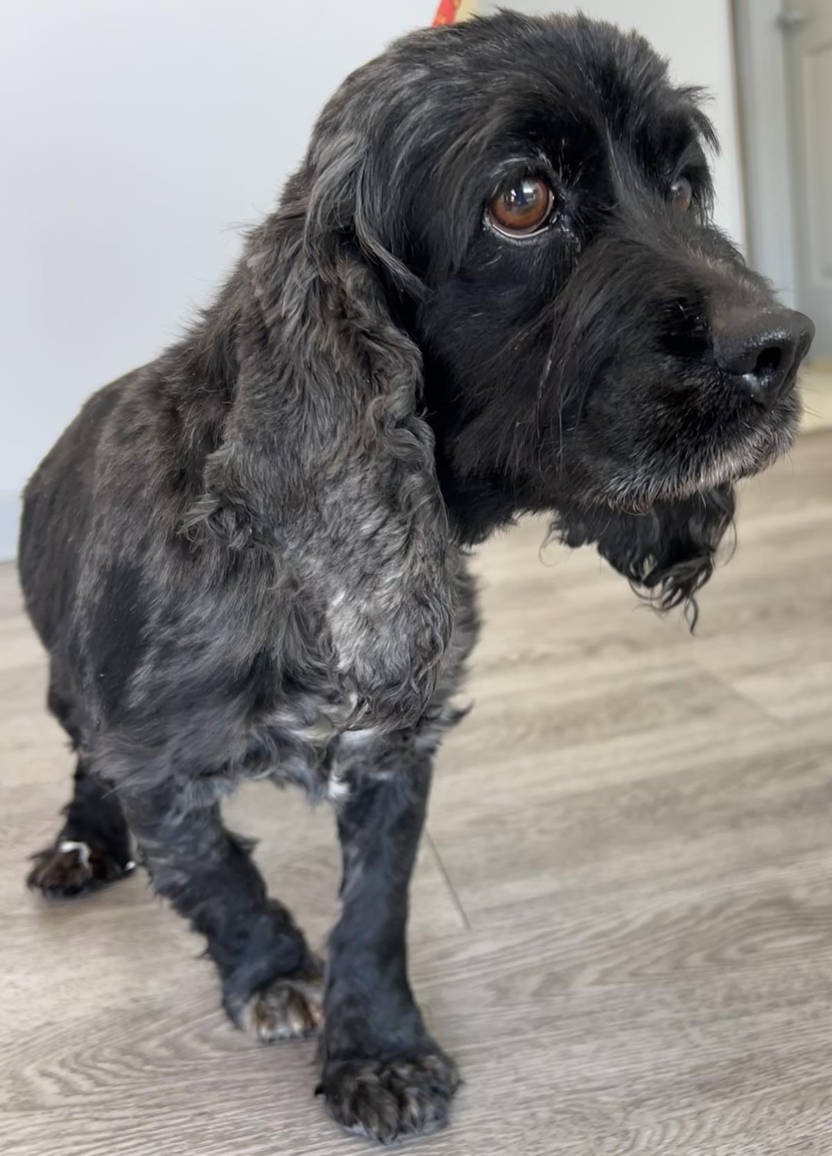 Pepper