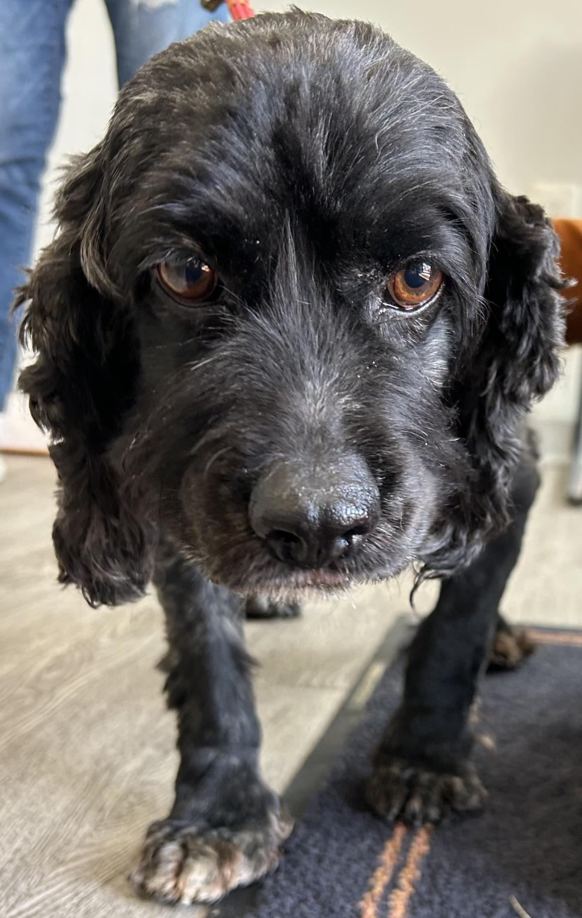 Pepper