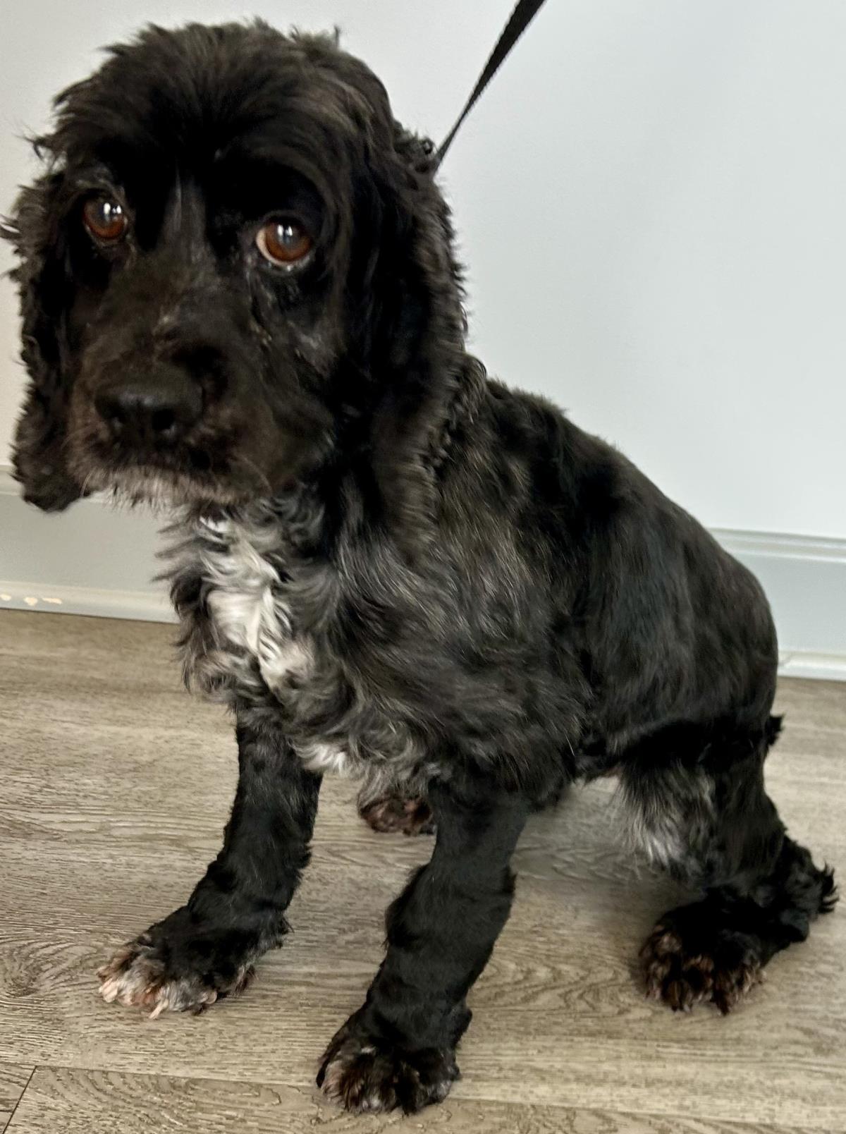 Pepper