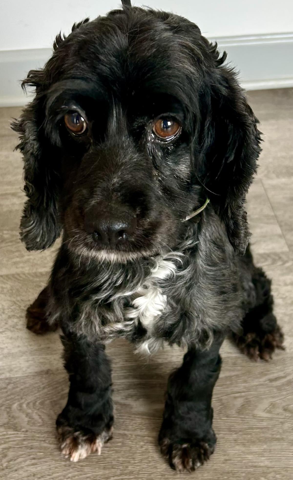 Pepper