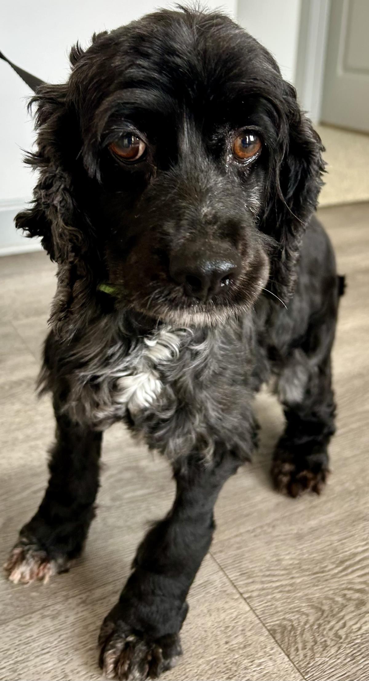 Pepper